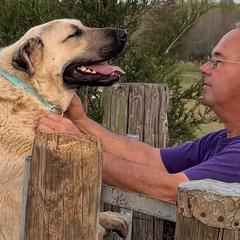 Anatolian Shepherd Dogs from Carolina Landstock