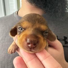 Hercules - Dapple male Dachshund puppy in Silsbee, Texas from The Doxie Den