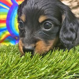 Raven - Black and tan female Dachshund puppy in Birmingham, Alabama from Mini Doxies Love