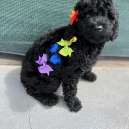 Poodle Puppies from Sakura Poodles