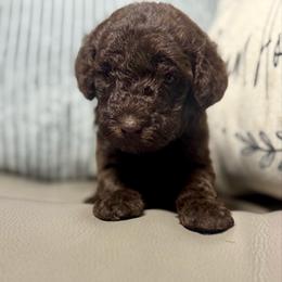 Lavender - Chocolate female Goldendoodle puppy in Lake City, Florida from Dream Hollow Farm