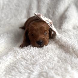 Companion Cross and Goldendoodle Puppies from Abby Chaffee