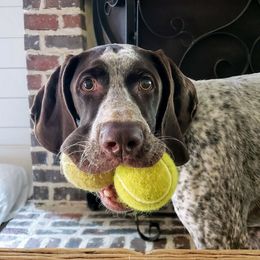 German Shorthaired Pointer Puppies from Liebmeister Kennels