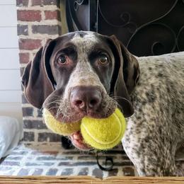 German Shorthaired Pointer Puppies from Liebmeister Kennels