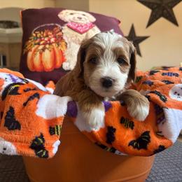 Gingerbread - Red  female Goldendoodle puppy in Chino Valley, Arizona from Bass Creek Doodles