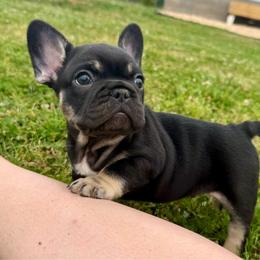 Theo - Tricolors male French Bulldog puppy in Neosho, Missouri from K2S Frenchies