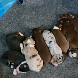 Australian Shepherd Puppies from Rock Creek Aussies