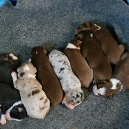 Australian Shepherd Puppies from Rock Creek Aussies