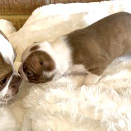 Girl 6 - Boston Terrier puppy in George West, Texas from Duke of Earl’s Boston Terriers