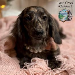 Tilley Tiger 🐯 (TT) - Dachshund