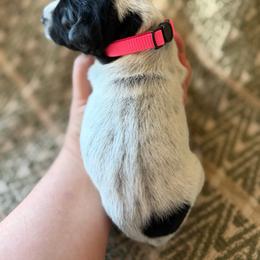 Firebird - Black roan female German Shorthaired Pointer puppy in San Tan Valley, Arizona from Upland Valley Kennels