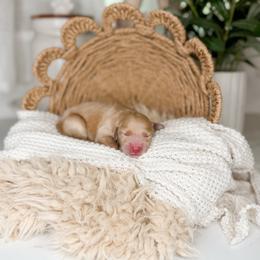 Rebel - Apricot male Goldendoodle puppy in Ooltewah, Tennessee from Allison Family Doodles