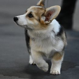 Revenna - Pembroke Welsh Corgi