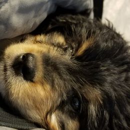 Bernedoodle and Goldendoodle Puppies from Happy Valley Doodles