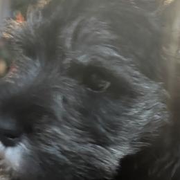 Miniature Schnauzers from Twisted R Farm