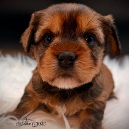 Chocolate girl - Chocolate and tan female Yorkshire Terrier puppy in Machesney Park, Illinois from Three Yorkie Family