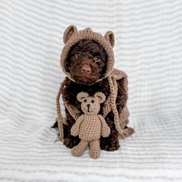 Jute - Chocolate female Goldendoodle puppy in Roanoke Rapids, North Carolina from Sweeter than Honey Doodles