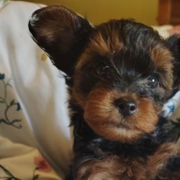 Poodles, Yorkipoos, and Yorkshire Terriers from Desert Flower Breeders