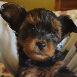Poodles, Yorkipoos, and Yorkshire Terriers from Desert Flower Breeders