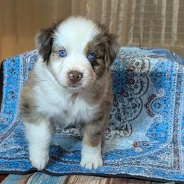 Dukester - Red merle male Australian Shepherd puppy in Acworth, Georgia from Aussomely Yours, Australian Shepherds