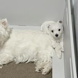 West Highland White Terrier Puppies from SunPeak West Highland White Terriers