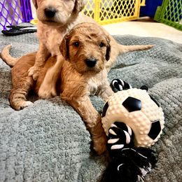 Goldendoodle and Poodle Puppies from Polly Wally Poodles and Doodles