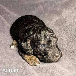 Adrian - Black and tan male Cockapoo puppy in Sunset, Louisiana from Cano Cockapoos