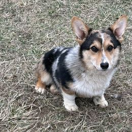 American Corgi and Pembroke Welsh Corgi All Grown Up from Rawson Ridge Corgis