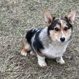 American Corgi and Pembroke Welsh Corgi All Grown Up from Rawson Ridge Corgis