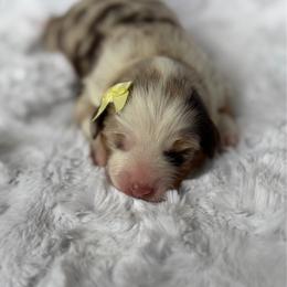 Marzipan - Red merle female Miniature American Shepherd puppy in Riverton, Utah from Iron Spirit Homestead & Aussies