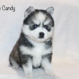 Eye Candy - Black and white male Pomsky puppy in Denham Springs, Louisiana from Bayouland Pomskies