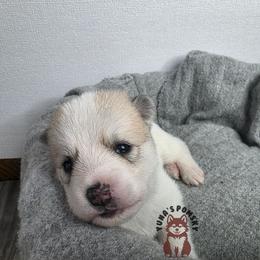 Guile - Tri-color male Pomsky puppy in Blaine, Minnesota from Yuna's Pomsky