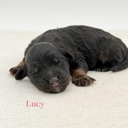 Lucy - Phantom female Bernedoodle puppy in Bellville, Ohio from Bernedoodle Buddies