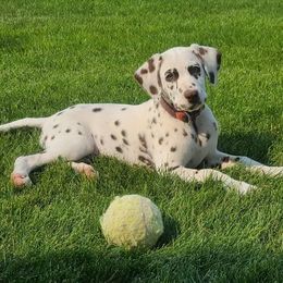 Dalmatians from Ravin Dalmatians