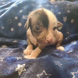 Hlm5 - White and chocolate male Chinese Crested puppy in New Castle, Pennsylvania from Long Rotts & Long Haul Cresteds