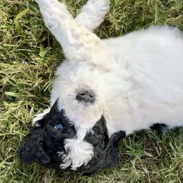 Rose (Royal) - Black and white female Aussiedoodle puppy in Waelder, Texas from Aussiedoodles of Austin