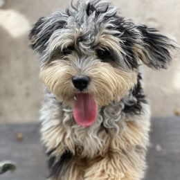 Aussiedoodles and Miniature Australian Shepherds from Little Puppy Co.