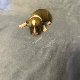 Minnow - Red female Pembroke Welsh Corgi puppy in Maupin, Oregon from Bailey Nannini
