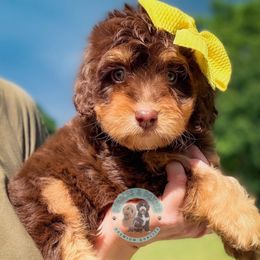 Aspen - Phantom female Bernedoodle puppy in Marion, Ohio from Doodles & Doxies