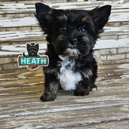 Heath - Black and tan male Yorkshire Terrier puppy in Cherryville, North Carolina from Alsop's Precious Paws