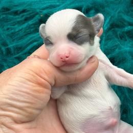 Lucky - Blue and tan male Chihuahua puppy in Franklin, North Carolina from A&J Cutie Pawtooties
