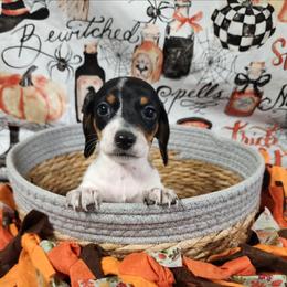 Shelby - Piebald female Dachshund puppy in Anaconda, Montana from Williams Family Dachshunds