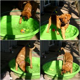 Labrador Retriever Puppies from Hidden River Retrievers