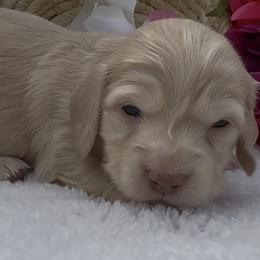 Elsa - Cream female Dachshund puppy in Desloge, Missouri from Snows Doxies