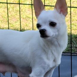 Chihuahuas from Lo's Chihuahuas