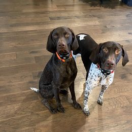 German Shorthaired Pointer Puppies from Triple R German Shorthaired Pointers