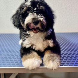 Australian Labradoodle, Bernedoodle, Cavapoo, and Poodle Puppies from Walk with Me Doodles