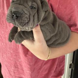 Elf - Blue male Chinese Shar-Pei puppy in North Carolina from Amy Mahaffey's Chinese Shar-Pei