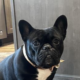 Luna - French Bulldog
