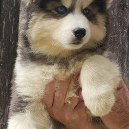 Siberian Husky Puppies from Delta Huskies